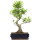 Ficus, Bonsai, 12 ans, 59cm