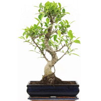 Fico, Ficus, Bonsai, 12 anni, 53cm