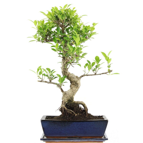 Ficus, Bonsai, 12 ans, 56cm