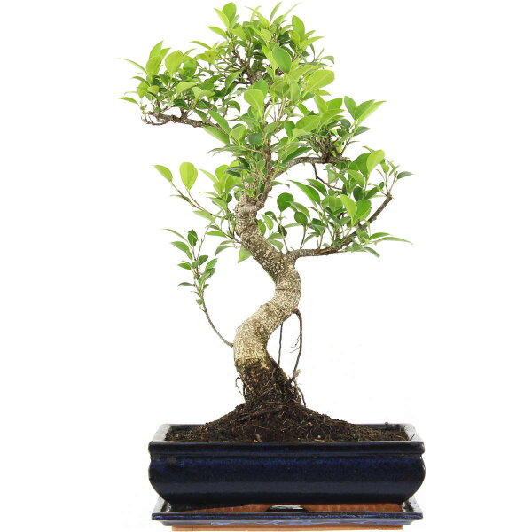 Ficus, Fig tree, Bonsai, 12 years, 53cm