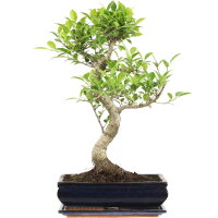 Fico, Ficus, Bonsai, 12 anni, 55cm