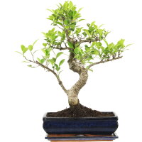 Ficus, Higuera de Banyan, Bonsai, 12 a&ntilde;os, 51cm