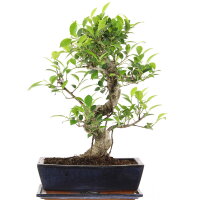 Ficus, Fig tree, Bonsai, 12 years, 48cm