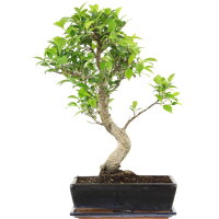 Ficus, Higuera de Banyan, Bonsai, 12 años, 55cm