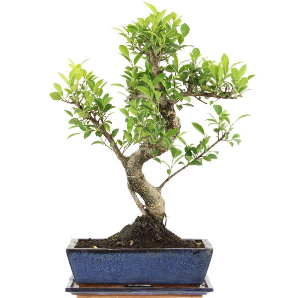 Ficus, Fig tree, Bonsai, 12 years, 52cm
