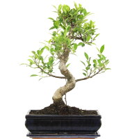 Ficus, Bonsai, 12 letnie, 49cm