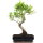 Ficus, Bonsai, 12 ans, 52cm