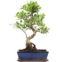 Ficus, Bonsai, 12 letnie, 52cm
