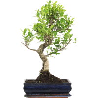 Ficus, Higuera de Banyan, Bonsai, 12 a&ntilde;os, 57cm