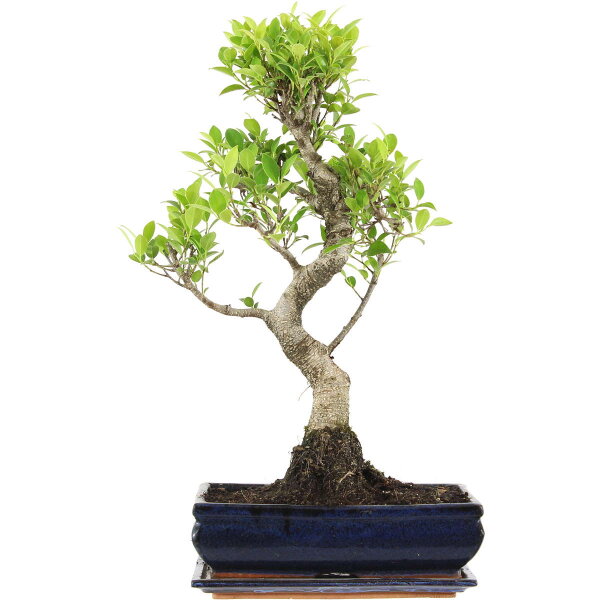 Ficus, Bonsai, 12 ans, 54cm