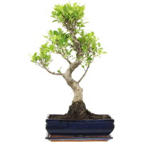 Fico, Ficus, Bonsai, 12 anni, 54cm