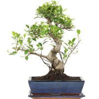 Ficus, Higuera de Banyan, Bonsai, 12 años, 47cm