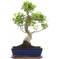 Ficus, Bonsai, 12 letnie, 48cm
