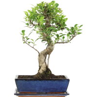 Ficus, Fig tree, Bonsai, 12 years, 46cm