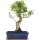 Ficus, Bonsai, 12 ans, 46cm