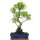 Ficus, Fig tree, Bonsai, 12 years, 56cm