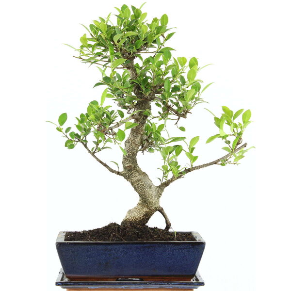 Ficus, Bonsai, 12 ans, 50cm
