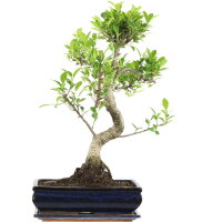 Ficus, Higuera de Banyan, Bonsai, 12 años, 56cm