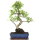 Ficus, Bonsai, 12 ans, 53cm