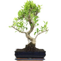 Ficus, Higuera de Banyan, Bonsai, 12 años, 53cm