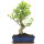 Ficus, Bonsai, 12 ans, 51cm