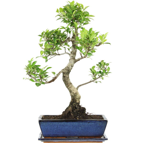 Ficus, Bonsai, 12 ans, 55cm