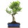 Ficus, Bonsai, 12 ans, 57cm