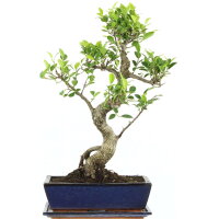 Fico, Ficus, Bonsai, 12 anni, 51cm