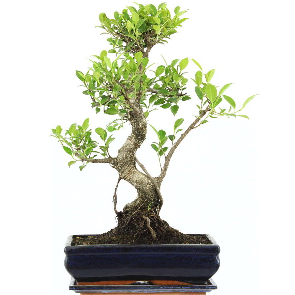 Ficus, Bonsai, 12 letnie, 53cm