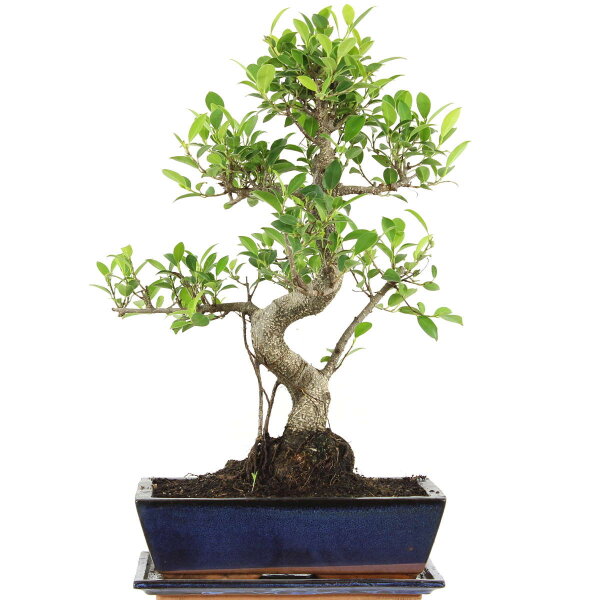 Ficus, Higuera de Banyan, Bonsai, 12 años, 51cm