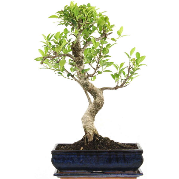 Ficus, Fig tree, Bonsai, 12 years, 53cm
