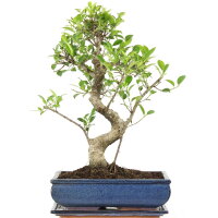 Ficus, Bonsai, 12 ans, 49cm