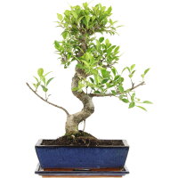 Ficus, Higuera de Banyan, Bonsai, 12 años, 49cm