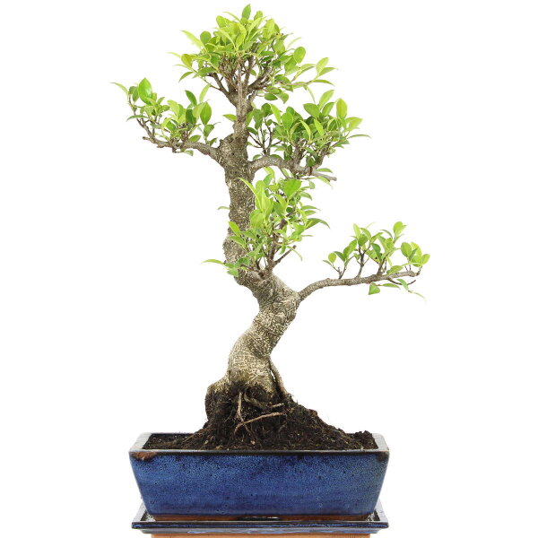 Ficus, Fig tree, Bonsai, 12 years, 57cm