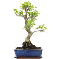 Fico, Ficus, Bonsai, 12 anni, 57cm