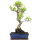 Ficus, Bonsai, 12 letnie, 57cm