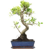 Ficus, Higuera de Banyan, Bonsai, 12 años, 52cm