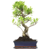 Fico, Ficus, Bonsai, 12 anni, 52cm
