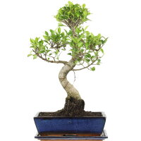 Ficus, Bonsai, 12 letnie, 51cm