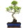 Ficus, Fig tree, Bonsai, 12 years, 51cm