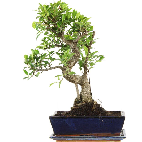 Ficus, Bonsai, 12 ans, 50cm