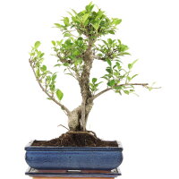 Ficus, Higuera de Banyan, Bonsai, 12 años, 48cm
