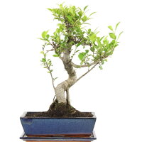 Fico, Ficus, Bonsai, 12 anni, 49cm