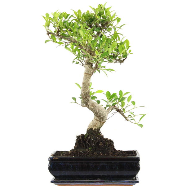 Ficus, Higuera de Banyan, Bonsai, 12 años, 56cm