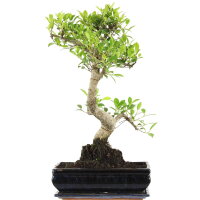 Ficus, Higuera de Banyan, Bonsai, 12 a&ntilde;os, 56cm