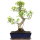 Ficus, Fig tree, Bonsai, 12 years, 48cm