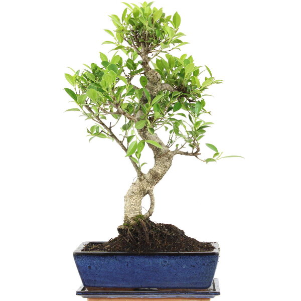 Fico, Ficus, Bonsai, 12 anni, 56cm