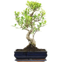 Ficus, Bonsai, 12 ans, 52cm