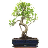 Ficus, Higuera de Banyan, Bonsai, 12 años, 49cm
