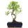 Ficus, Fig tree, Bonsai, 12 years, 49cm